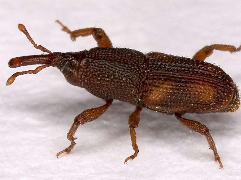 rice weevil control and treatments for the home and kitchen